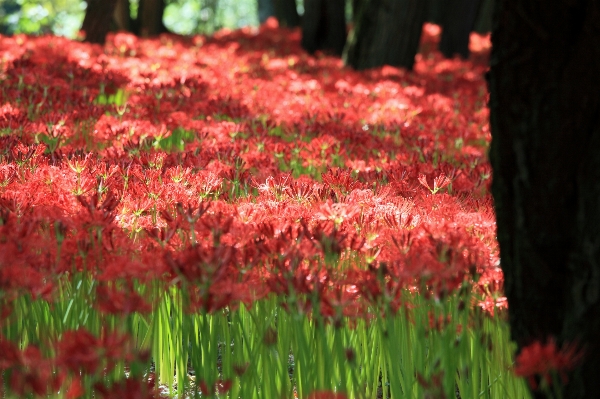 Tree grass blossom plant Photo