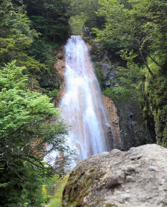 Foresta cascata sentiero stream