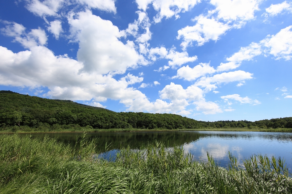 Paisagem pântano
 pântano região selvagem
