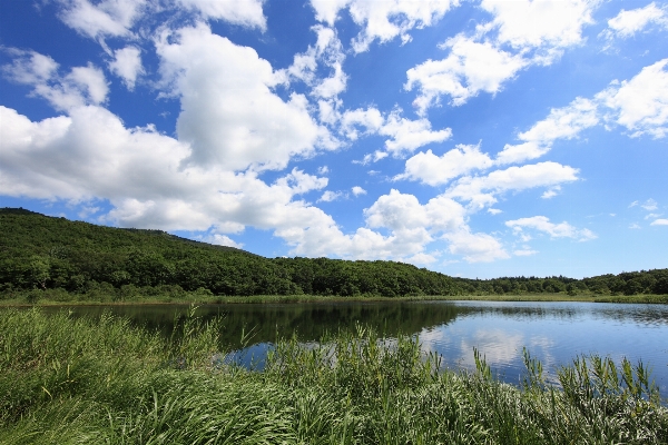 Landscape marsh swamp wilderness Photo