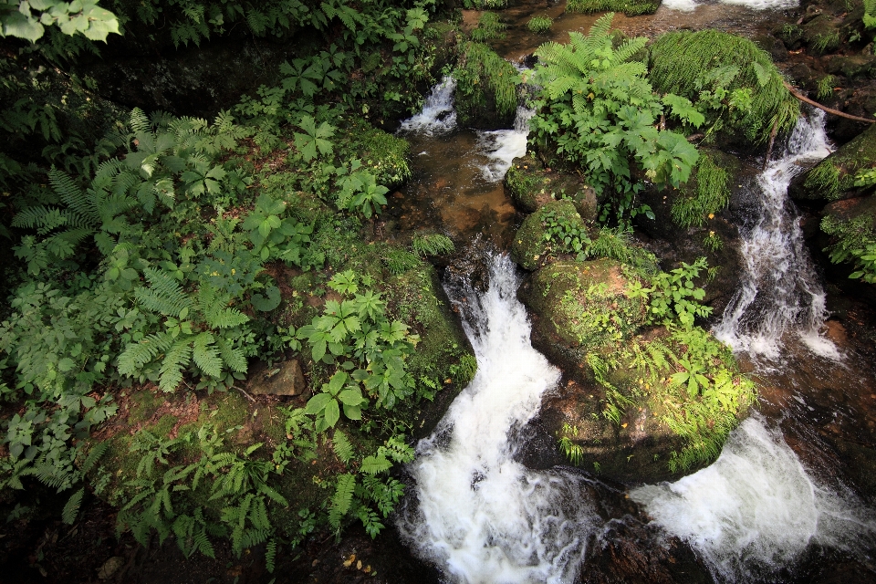 árvore água floresta rock