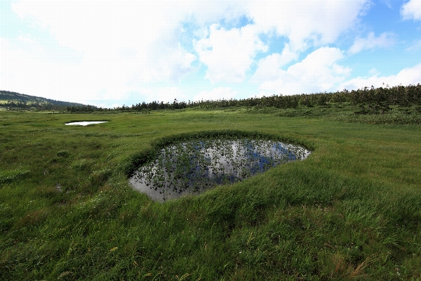 Landscape grass marsh wetlands Photo