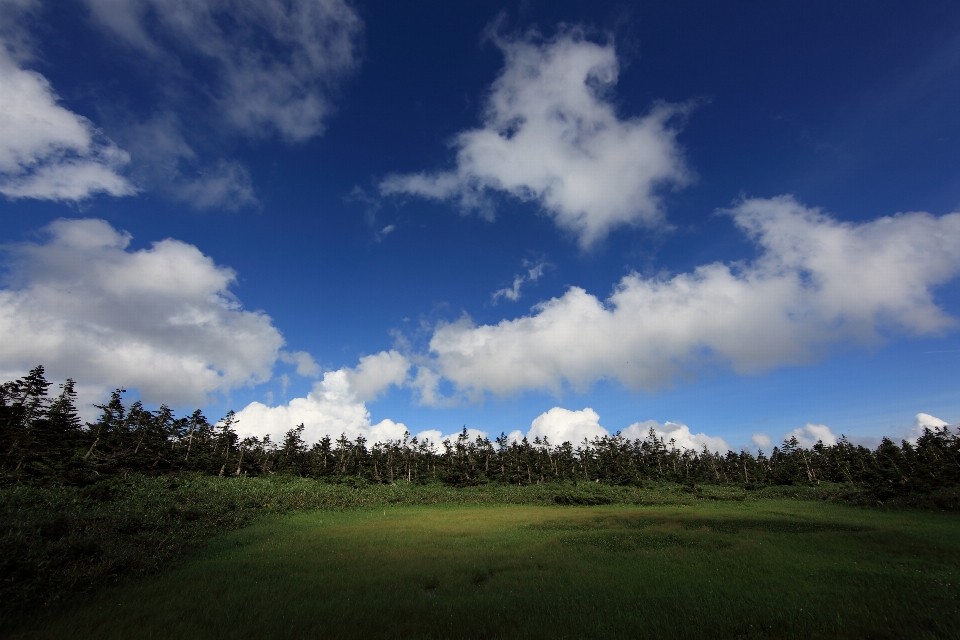 Lanskap pohon alam rumput