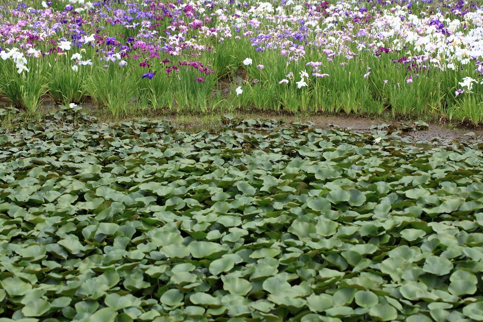 Anlage feld wiese
 blume