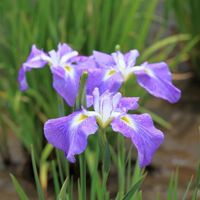 Plant flower high botany Photo