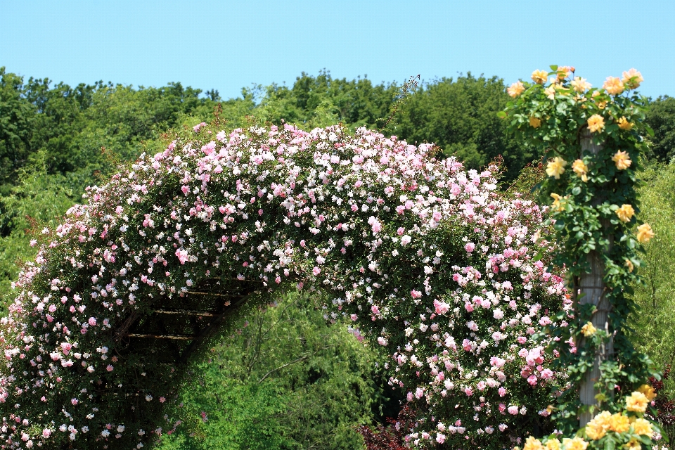 Blossom plant flower rose