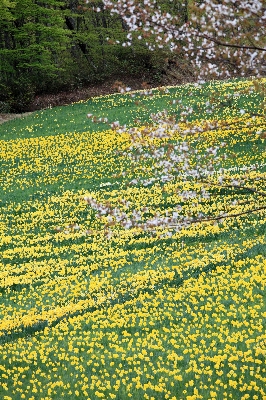 Blossom plant field meadow Photo