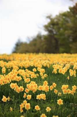 Foto Alam rumput mekar tanaman