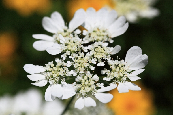 Nature branch blossom plant Photo