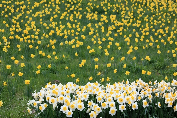 Grass blossom plant field Photo