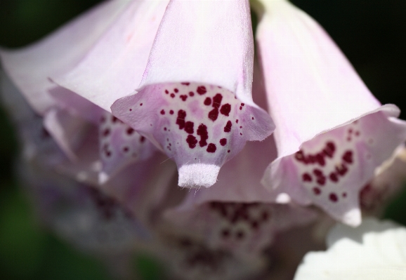 Blossom plant white photography Photo