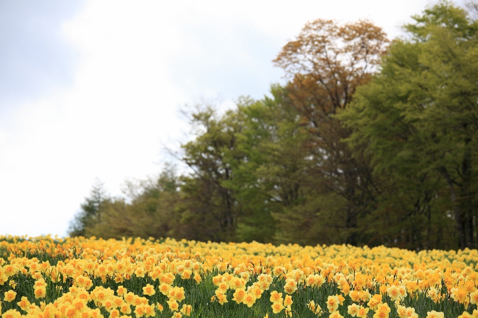 Blüte anlage feld wiese
