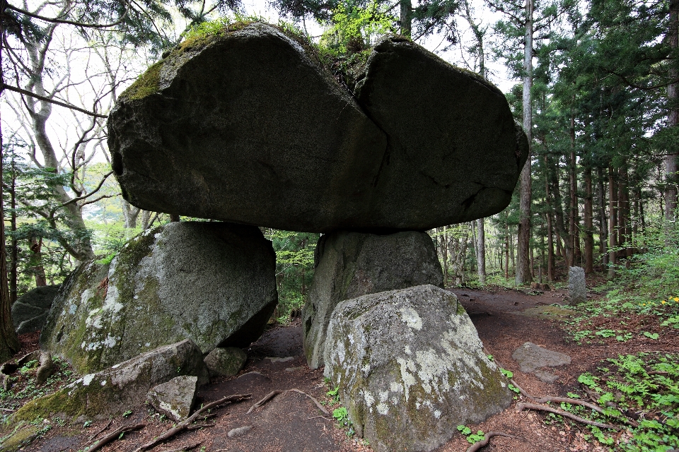 Albero foresta rock legna