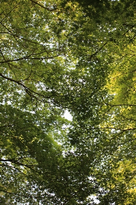 Tree forest branch plant Photo