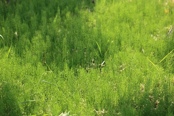 Grass plant field lawn Photo