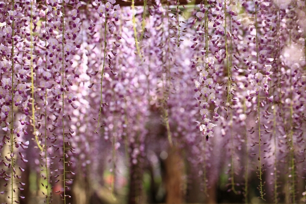 Blossom plant flower high Photo