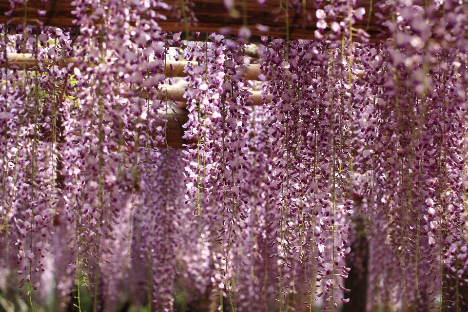 Pianta fiore alto erba