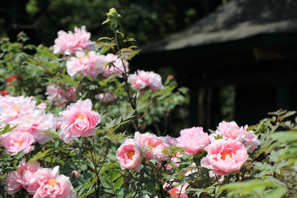 Blossom plant flower rose