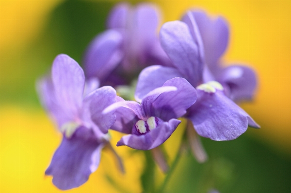 Blossom plant flower petal Photo