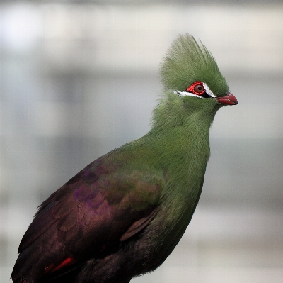 Bird wing wildlife green Photo