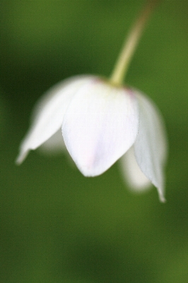 Nature blossom plant white Photo