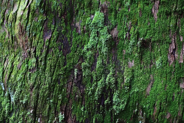 Tree forest swamp branch Photo