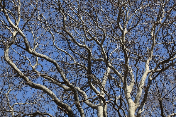 Tree nature branch snow Photo