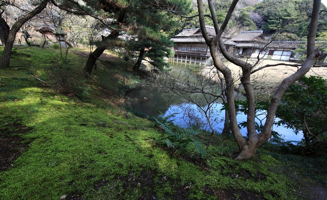 Tree forest wilderness branch Photo