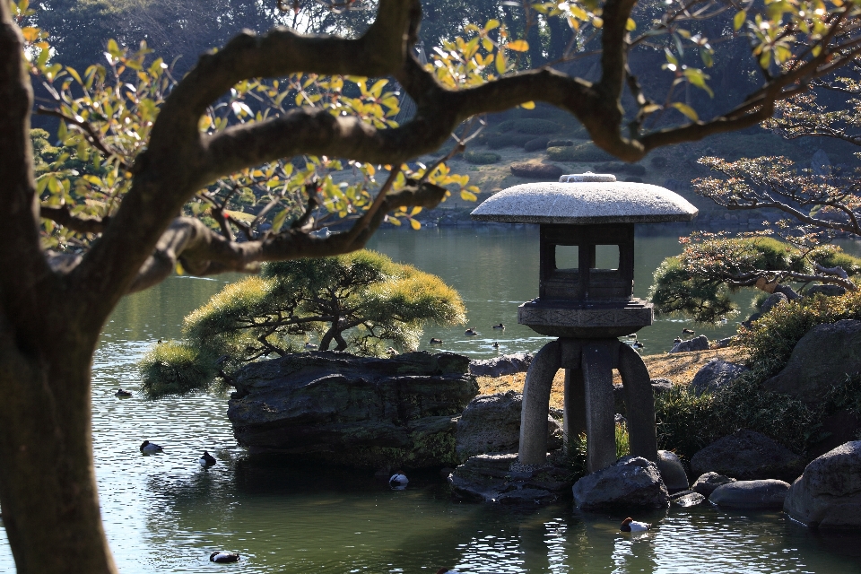 Tree water nature rock