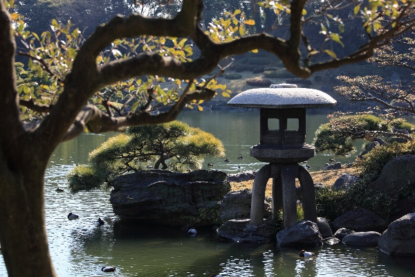 Baum wasser natur rock Foto