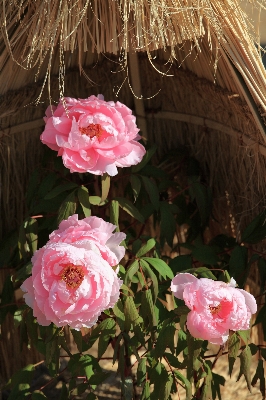 Anlage blume blütenblatt rose Foto