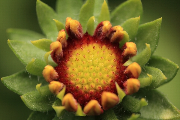 Anlage frucht blume essen Foto