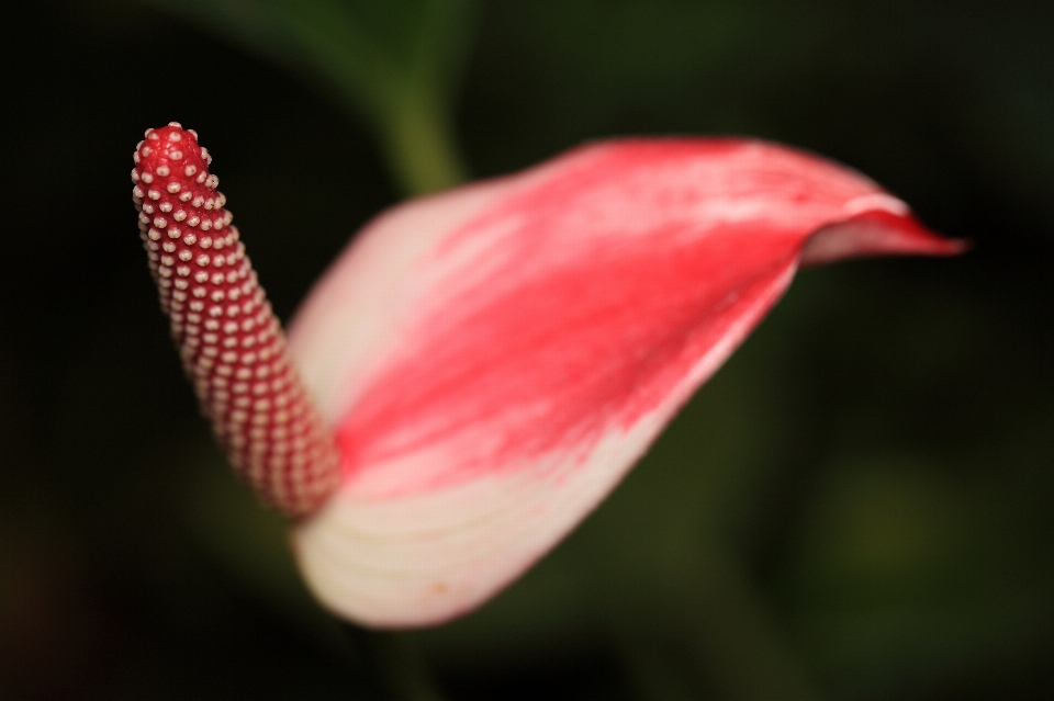 Anlage fotografie blatt blume