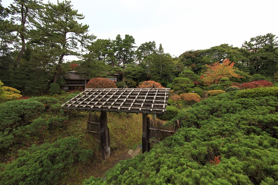 木 森 高い 密林