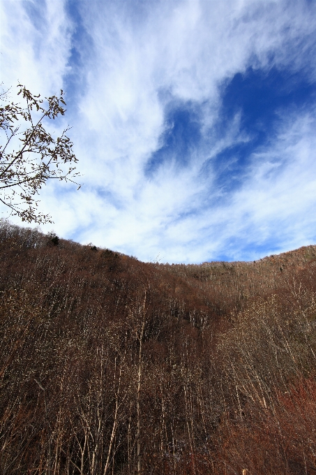 Landscape tree nature forest