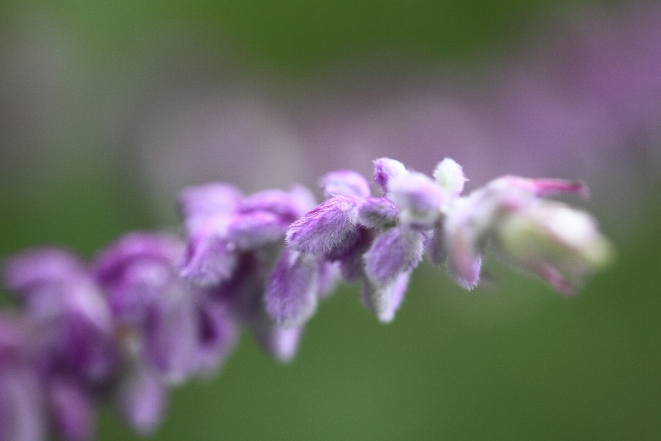 Natur blüte anlage fotografie