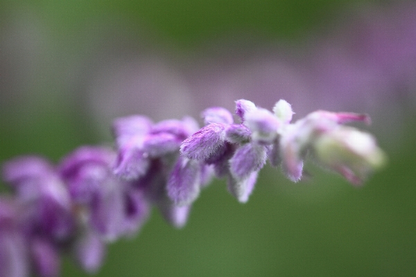 Nature blossom plant photography Photo