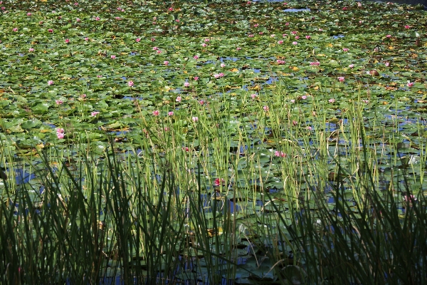 Grass swamp plant field Photo