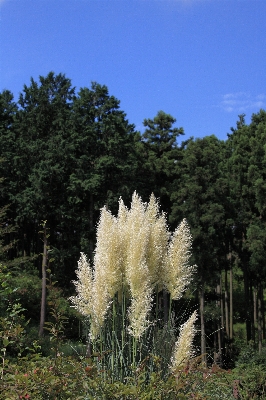 Photo Paysage arbre herbe usine