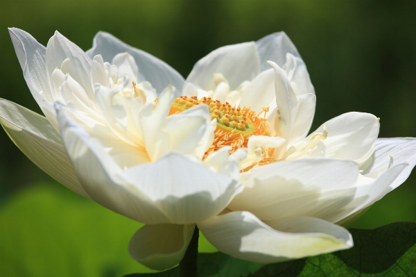 Blossom plant flower petal Photo