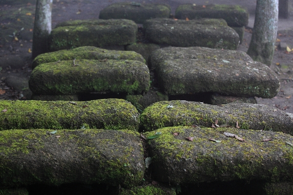 Tree grass rock plant Photo