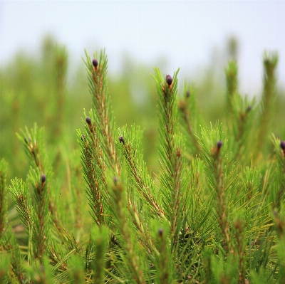 Tree grass branch plant Photo