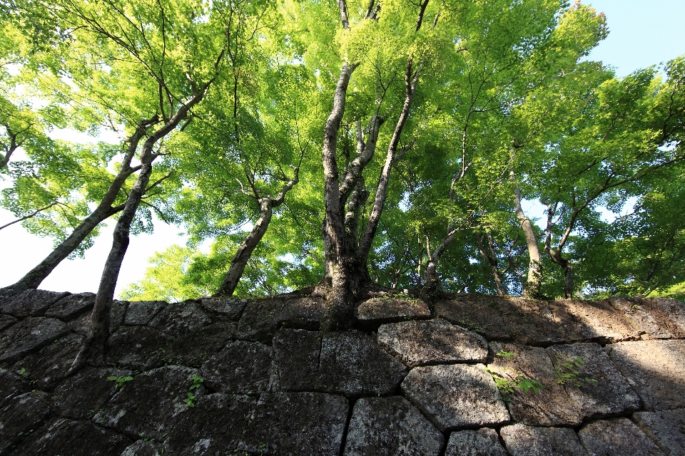 Pohon hutan cabang tanaman