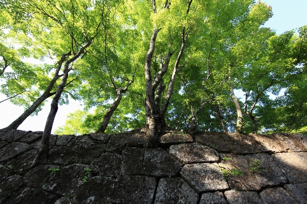 Foto Pohon hutan cabang tanaman