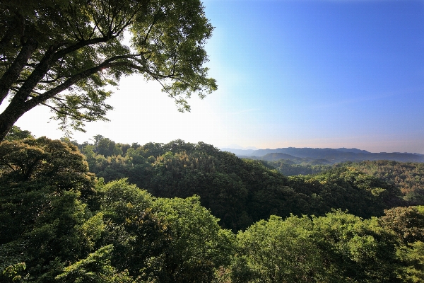 Landscape tree nature forest Photo