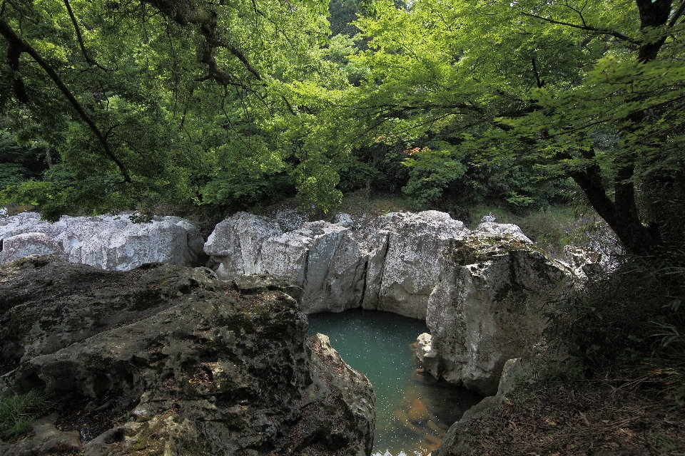 Arbre forêt rock cascade