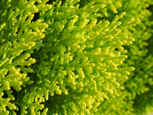 Tree plant leaf flower Photo