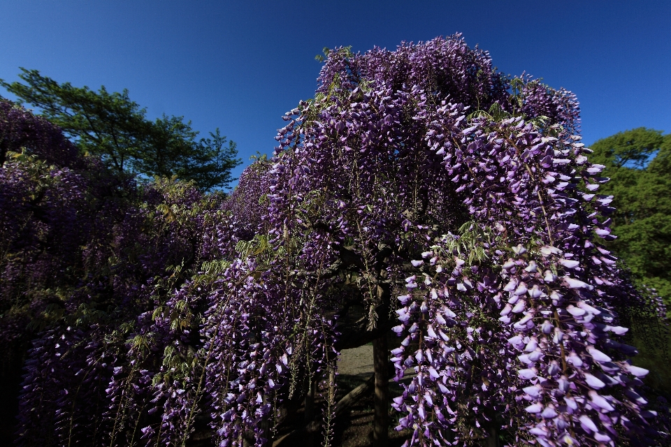 Baum natur blüte anlage