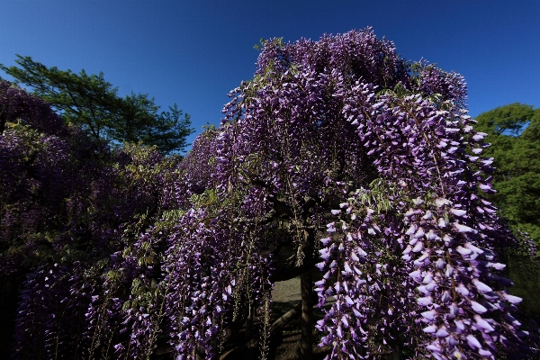 Tree nature blossom plant Photo