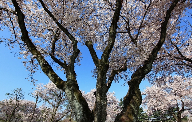 Tree branch blossom plant Photo